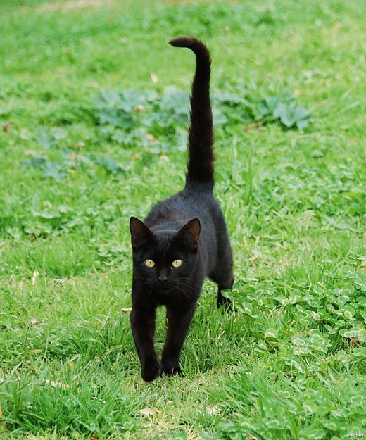 balckcat_.jpg